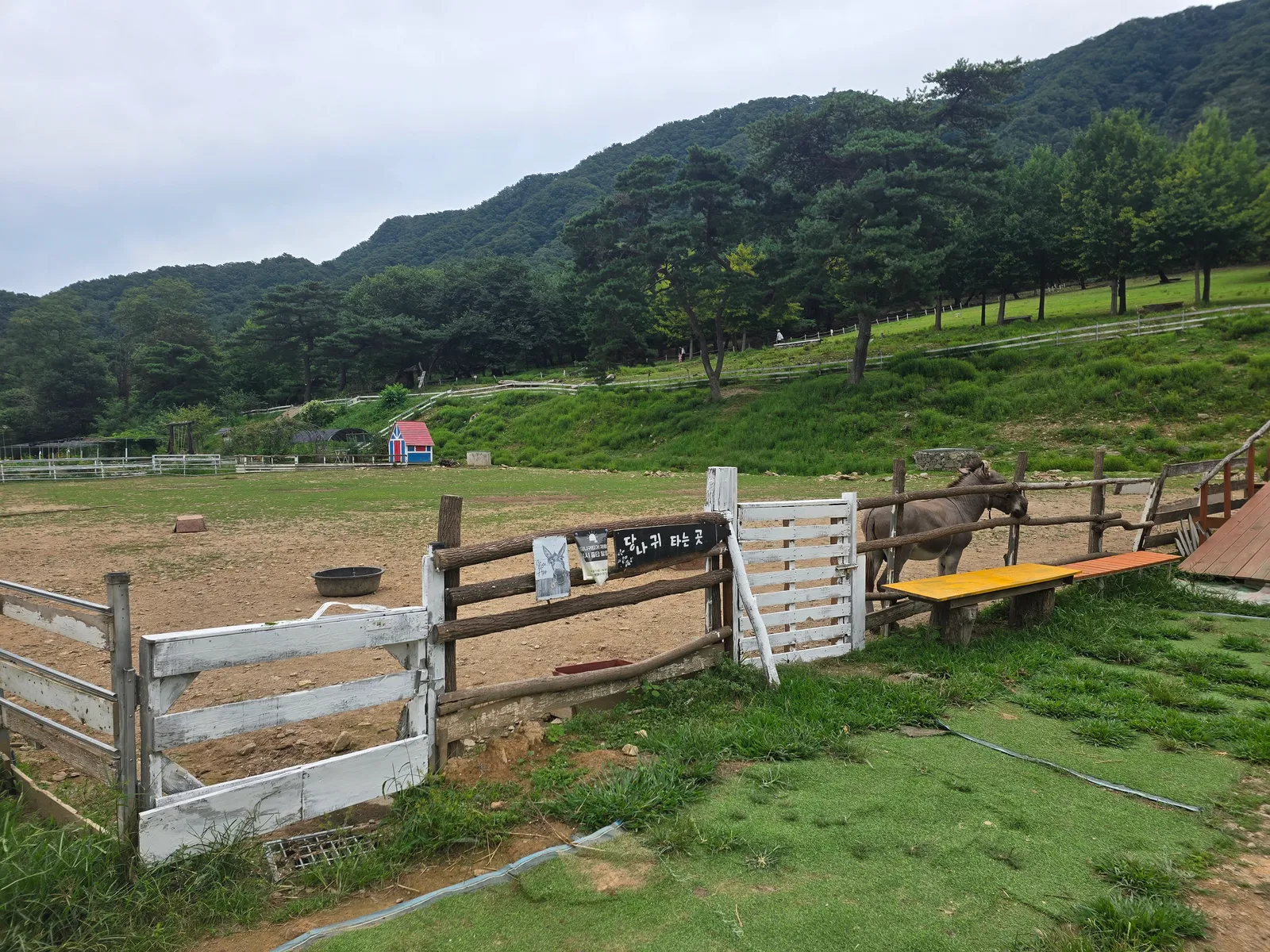 해피초원목장 당나귀